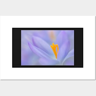 Crocus close-up Posters and Art